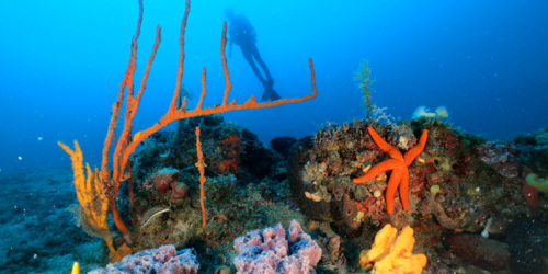 Reef Dive Sites In Bodrum