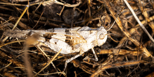 Discover our insects