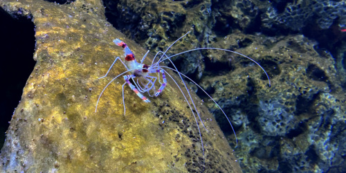 Odysseo oceanarium