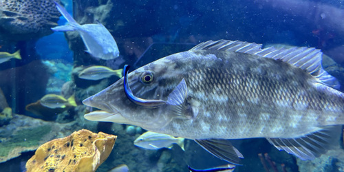 Odysseo oceanarium