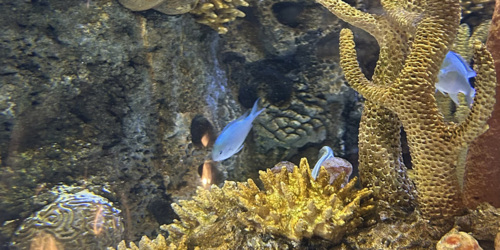 Odysseo oceanarium