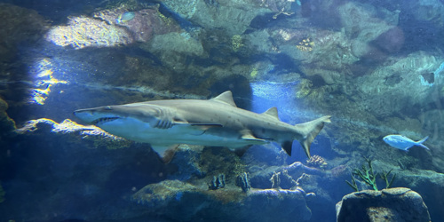 Odysseo oceanarium