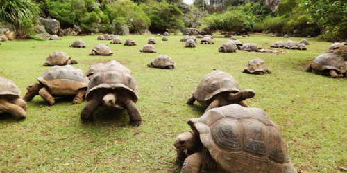 Reserve des Tortues François Leguat