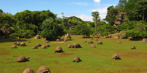 François Leguat Tortoise Parc