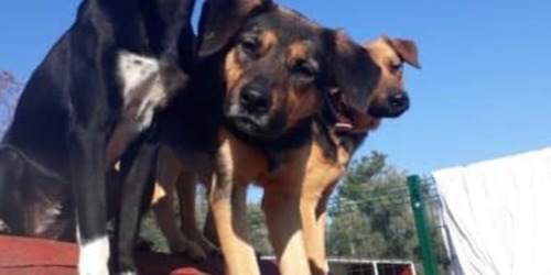 Un trio sur le toit