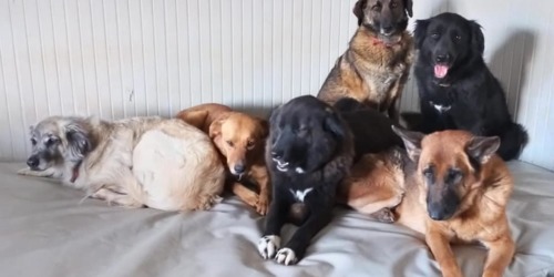 Sieste en groupe