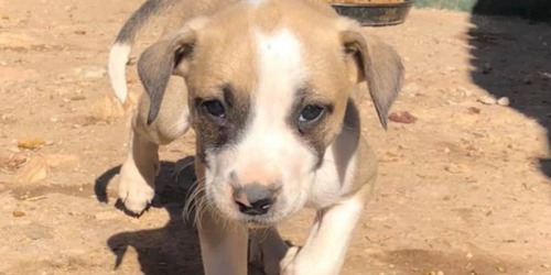 Cute little puppy