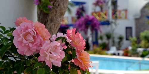 Des fleurs partout