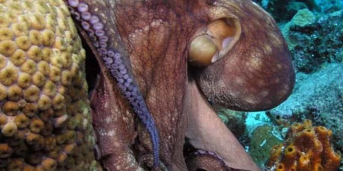Cap Blanc Aquarium - San Antonio - Ibiza