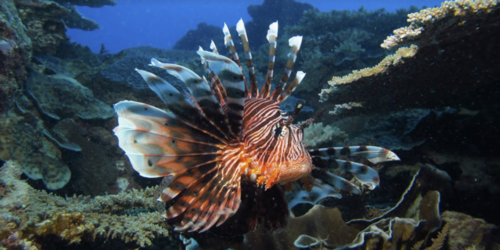 Eco Evasion Diving Center