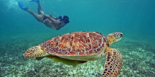Nager avec les tortues à Trou aux Biches - île Maurice