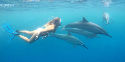 Swim with dolphins in Mauritius