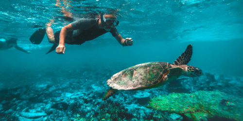 Swim with turtle in Trou aux Biches - Mauritius
