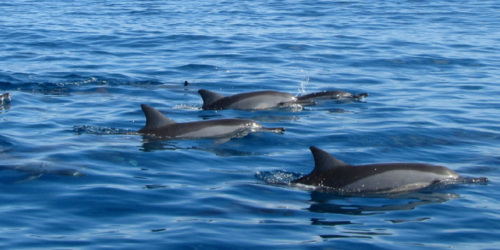 Dauphins au large du Coin de Mire