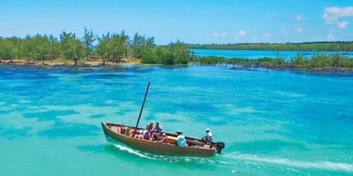 Amber Island's mangrove