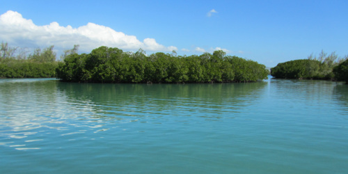 La mangrove à l'île d'Ambre