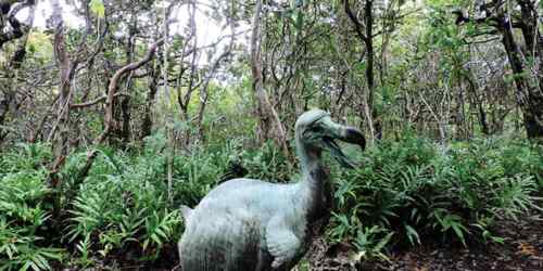 Dodo sur l'Ile aux Aigrettes