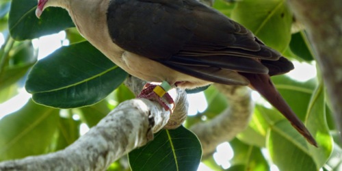 Bird - Ile aux Aigrettes