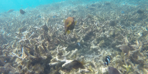 vie sous-marine à l'île Plate