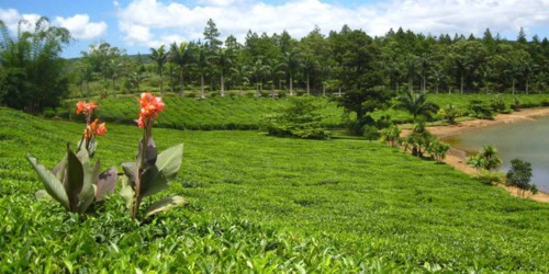 Bois Cheri Tea Factory and Tea Museum