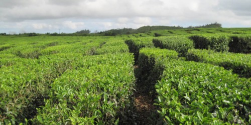 Bois Cheri Tea Factory and Tea Museum