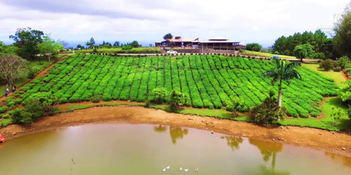 Bois Cheri Tea Factory and Tea Museum