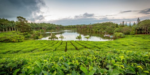 Bois Cheri Tea Factory and Tea Museum