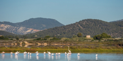 Las Salinas (Ses Salines) Natural Park, Ibiza