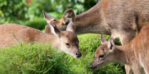 Animals in La Vallée des Couleurs Nature Park