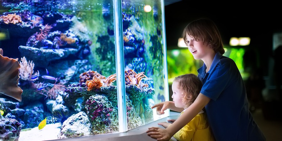 Aquarium de la Reunion