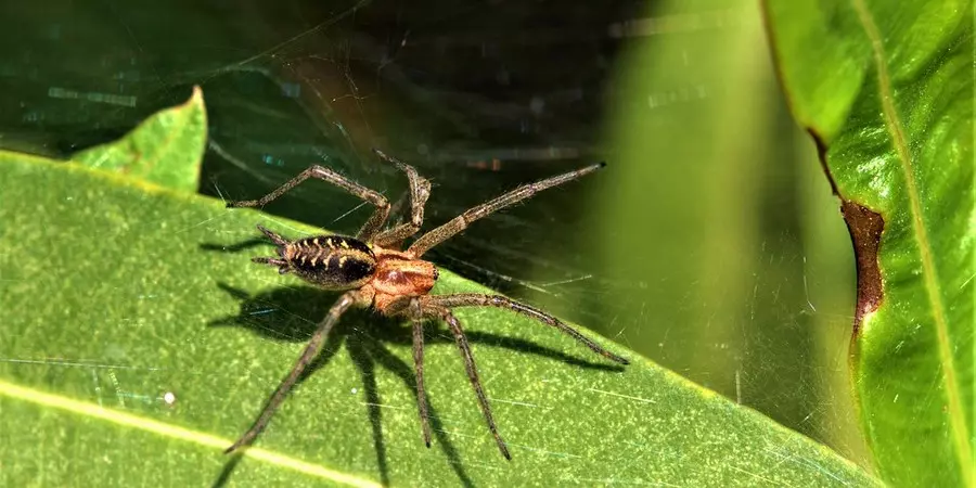 A propos des Arachnides