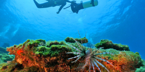 Récif de corail [@AquaPro]