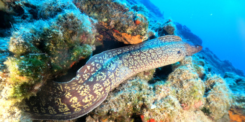 Une muraine [@AquaPro]