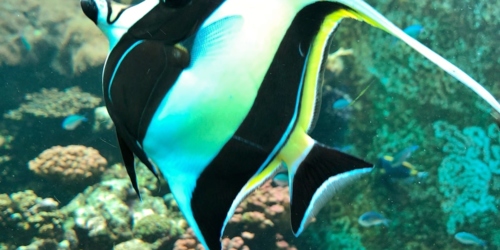 The Reunion Island Aquarium