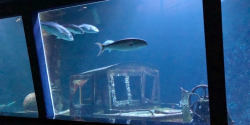 The Reunion Island Aquarium