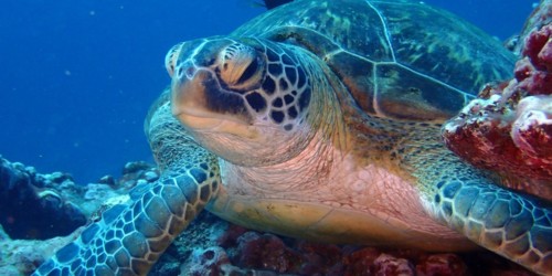 L'Aquarium de La Réunion