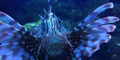 L'Aquarium de La Réunion