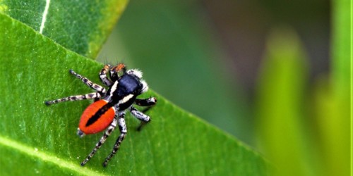 3. European Red-backed Jumping Spider [@Tamsine Carlisle]