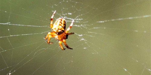 4. Orbe Tisserand jaune minuscule [@Tamsine Carlisle]