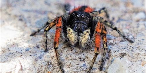 5.European Red-backed Jumping Spider [@Tamsine Carlisle]