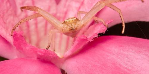 10. Araignée Crabe [@David Fisher]