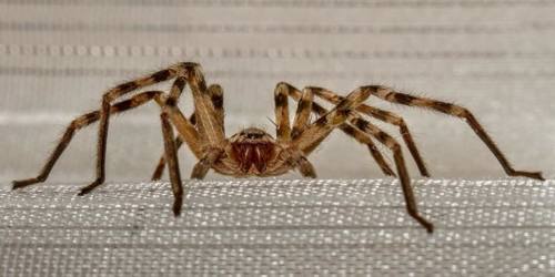 7. Huntsman Spider [@David Fisher]