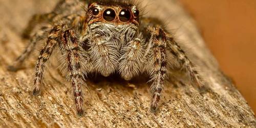 6. Petite araignée sauteuse [@David Fisher]