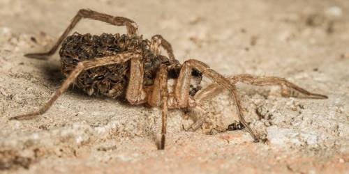 8. Araignée Loup [@David Fisher]