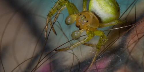 9. Cucumber Spider [@David Fisher]