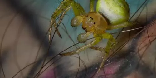 9. Cucumber Spider [@David Fisher]