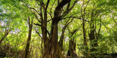 Bel Ombre Nature Reserve - Mauritius