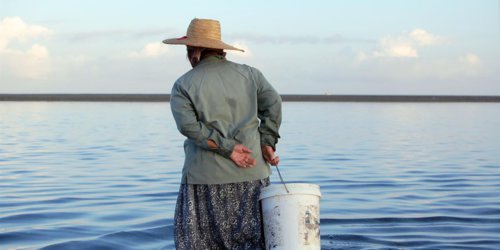 L'ÎLE AUX CHATS - Rodrigues