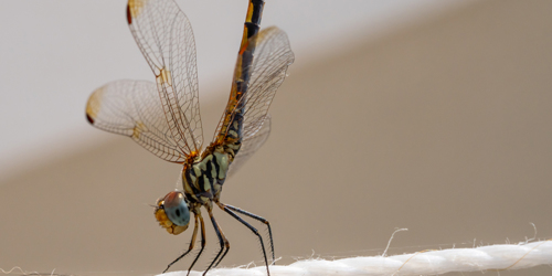 7. Dragonfly [@Cécilier Phot. Int.]