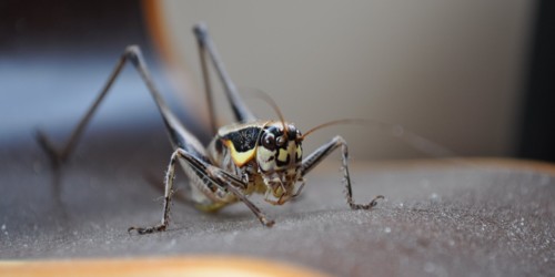 5. Cricket [@André S.]